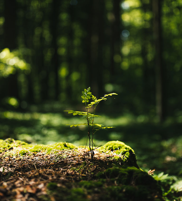 social print paper young rowan tree seedling growing from old stump